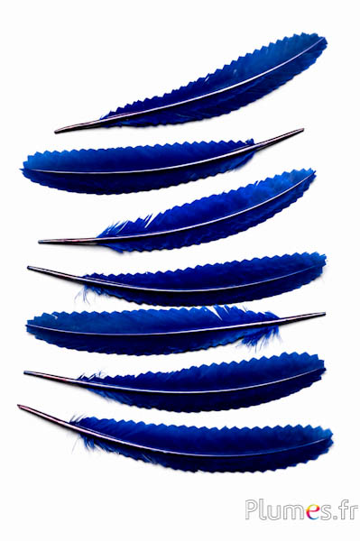 Feldfasan - 14-18 cm - nachtblau